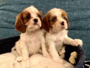  Cocker Spaniel Puppies For SalE