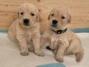 Golden Retriever Puppies fr sale