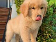 Beautiful golden retriever puppies.