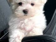  Maltese puppies.