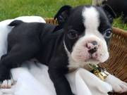 Quality Boston Terrier Puppies