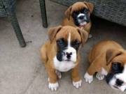 Boxer Puppies