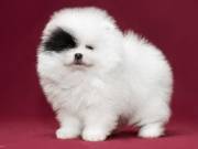 Pomeranian for sale