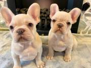 FRENCH BULLDOG PUPPIES FOR SALE NEAR ME