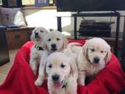 Labrador Retriever Puppies