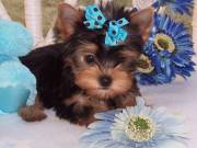 Beautiful Registered Yorkies