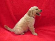 Tempting Golden Retriever Puppies!!*!~~