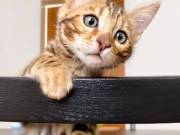 "Meet Your New Furry Best Friend - Adorable Bengal Kittens Available!"