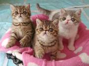 Exotic shorthair kittens