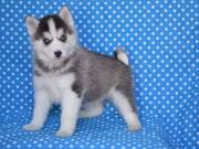  Magnificient Baby Siberian Husky for adoption