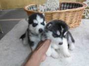   Male And Female Siberian Husky For Sale