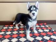   Siberian Husky To Give Out To Any Lovely Home.Text +1(970-208-8554