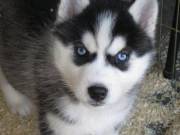  Talented Siberian Husky To Give Out.Text +1(970-208-8554