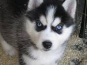   Siberian Husky Available For Loving Homes.Text +1(970-208-8554