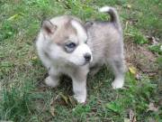  Gorgeous Male and Female Siberian Husky.Text +1(970-208-8554