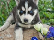  Super Socialized Baby Siberian Husky for adoption.Text +1(970-208-8554