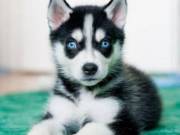   Male And Female Siberian Husky For Sale.Text +1(970-208-8554
