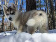  Calm & Lovely Siberian Husky Looking For New Lovely Homes.Text +1(970-208-8554
