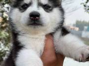  Calm & Lovely Siberian Husky Looking For New Lovely Homes.Text +1(970-208-8554