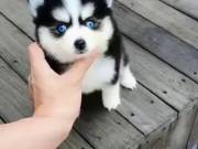  Gift Siberian Husky For Good Homes.Text +1(970-208-8554