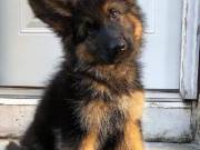 German Shepherd Dog for Adoption - Family-Friendly and Energetic