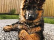 Find Your New Best Friend: German Shepherd Puppy for Adoption