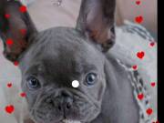 AKC Blue French Bulldog Puppy