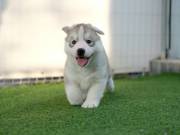  Adorable baby Siberian Husky for sale.Text +1(970-208-8554