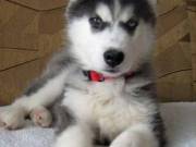   Talented Siberian Husky To Give Out.Text +1(970-208-8554