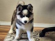   Charming T-Cup Pomeranian Puppies For Adoption.text +1(970-208-8554