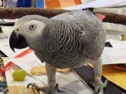 African Grey Congo