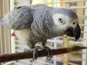 Yong male african grey parrots available for sale 