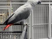 BABY CONGO AFRICAN GREY DNA AND TESTED