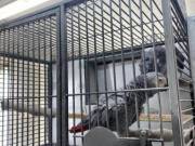 Super Silly Tame Baby African Greys