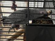 healthy African Grey boy