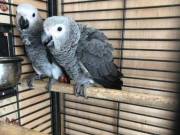 Stunning hand reared african greys available