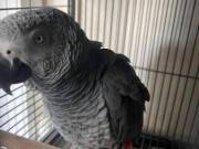 Baby Handraised African Grey Parrots