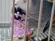 AFRICAN GREY HAND RAISED BABY PARROTS AVAILABLE FOR SALE