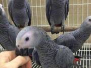 Adorable Hand Raised African Grey Babies available