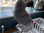 INTELIGENT HAND RAISED CONGO AFRICAN GREY