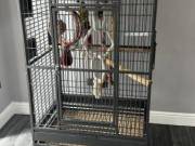 Dilatory – Wasting time African Grey parrots for Adoption