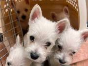 Westhighland terriers with five generation pedigree certificate