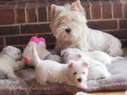 Stunning litter of Westies
