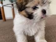 male and female shitzu puppies.