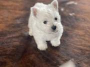 Smart West Highland Terrier (Westie) Puppies for Sale high energy PUPPIES