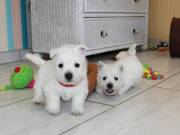 Premium Litter of Westhighland White Terriers