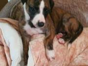 Pretty Headed Whippet Pups