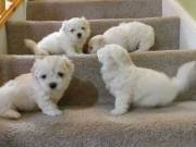 Healthy Male and Female Maltese puppies (734) 335-0571