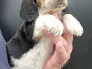 AKC BASSET HOUND PUPPIES FROM HEALTH TESTED PARENTS