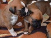 Boxer puppies for sale